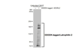 LPHN2 Antibody in Western Blot (WB)