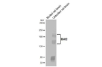 BAI2 Antibody in Western Blot (WB)
