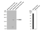 BAI2 Antibody in Western Blot (WB)