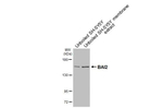 BAI2 Antibody in Western Blot (WB)