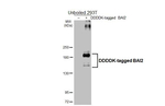 BAI2 Antibody in Western Blot (WB)