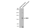BAI3 Antibody in Western Blot (WB)