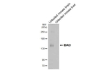 BAI3 Antibody in Western Blot (WB)