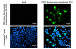 PRRS Virus Nucleocapsid Protein Recombinant Rabbit Monoclonal Antibody (HL4100)