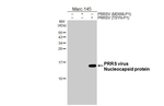 PRRS Virus Nucleocapsid Protein Antibody in Western Blot (WB)