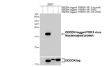 PRRS Virus Nucleocapsid Protein Antibody in Western Blot (WB)