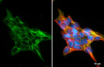 LGR7 Antibody in Immunocytochemistry (ICC/IF)