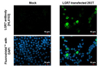 LGR7 Recombinant Rabbit Monoclonal Antibody (HL4103)