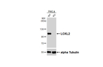 LOXL2 Recombinant Rabbit Monoclonal Antibody (HL4109)