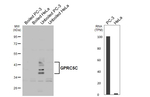 GPRC5C Recombinant Rabbit Monoclonal Antibody (HL4114)
