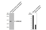 GPRC5C Antibody in Western Blot (WB)