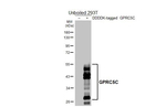 GPRC5C Antibody in Western Blot (WB)