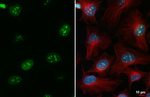 Ki-67 Antibody in Immunocytochemistry (ICC/IF)