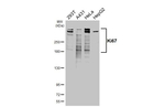 Ki-67 Antibody in Western Blot (WB)