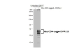 GPR123 Recombinant Rabbit Monoclonal Antibody (HL4122)