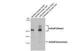 mGluR1 Antibody in Western Blot (WB)
