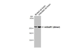 mGluR1 Antibody in Western Blot (WB)