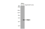 PINK1 Antibody in Western Blot (WB)