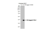 GPR77 Antibody in Western Blot (WB)