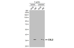GPR77 Antibody in Western Blot (WB)