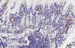 F4/80 Antibody in Immunohistochemistry (Paraffin) (IHC (P))
