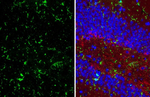 F4/80 Antibody in Immunohistochemistry (Paraffin) (IHC (P))