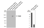 F4/80 Recombinant Rabbit Monoclonal Antibody (HL4143)