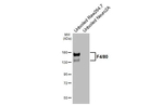 F4/80 Antibody in Western Blot (WB)