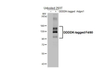F4/80 Antibody in Western Blot (WB)