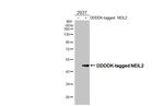 NEIL2 Antibody in Western Blot (WB)