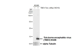 Tick-Borne Encephalitis Virus NS2B Antibody in Western Blot (WB)