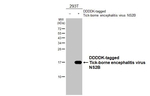 Tick-Borne Encephalitis Virus NS2B Recombinant Rabbit Monoclonal Antibody (HL4147)
