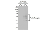 Apelin Receptor Recombinant Rabbit Monoclonal Antibody (HL4171)