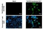 TAS1R2 Recombinant Rabbit Monoclonal Antibody (HL4180)