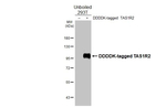TAS1R2 Antibody in Western Blot (WB)