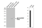 GPR77 Antibody in Western Blot (WB)