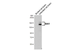 BAI1 Antibody in Western Blot (WB)