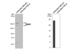BAI1 Antibody in Western Blot (WB)