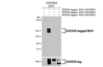 BAI1 Antibody in Western Blot (WB)