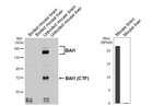BAI1 Antibody in Western Blot (WB)