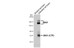 BAI1 Antibody in Western Blot (WB)