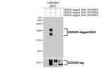 BAI1 Antibody in Western Blot (WB)