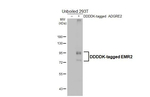 EMR2 Recombinant Rabbit Monoclonal Antibody (HL4191)