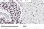 YY1 Antibody in Immunohistochemistry (Paraffin) (IHC (P))