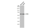YY1 Antibody in Western Blot (WB)