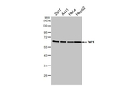 YY1 Antibody in Western Blot (WB)