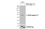 YY1 Antibody in Western Blot (WB)