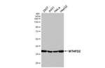 MTHFD2 Recombinant Rabbit Monoclonal Antibody (HL4200)