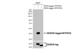 MTHFD2 Antibody in Western Blot (WB)