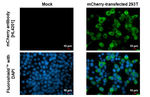 mCherry Recombinant Rabbit Monoclonal Antibody (HL4201)